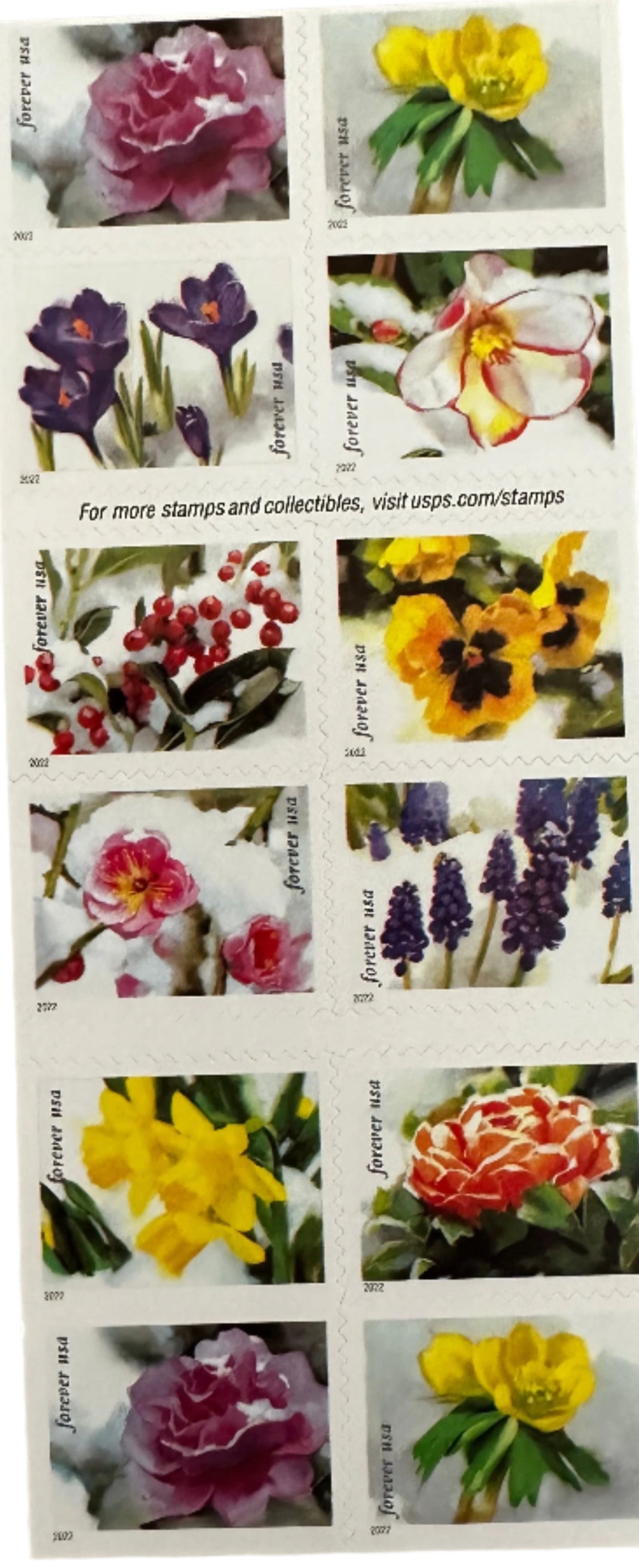 Snowy Beauty Bloom Forever Postage Stamps